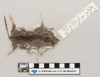Peromyscus maniculatus bairdii image