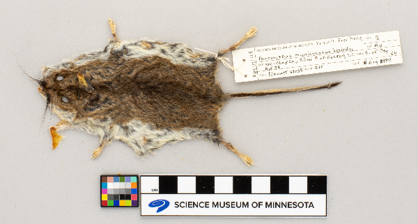 Peromyscus maniculatus bairdii image