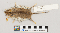 Peromyscus maniculatus bairdii image