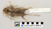 Peromyscus maniculatus bairdii image