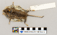 Peromyscus maniculatus bairdii image