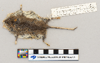 Peromyscus maniculatus bairdii image