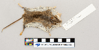 Peromyscus maniculatus bairdii image