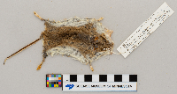 Peromyscus maniculatus bairdii image