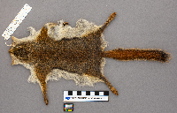 Tamiasciurus hudsonicus image