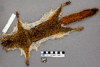 Tamiasciurus hudsonicus image