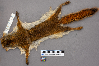 Tamiasciurus hudsonicus image