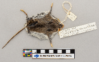 Peromyscus maniculatus image
