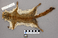 Tamiasciurus hudsonicus image