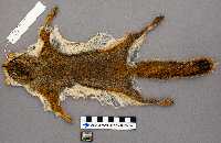 Tamiasciurus hudsonicus image