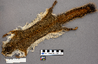 Tamiasciurus hudsonicus image