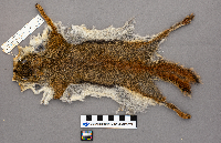 Tamiasciurus hudsonicus image