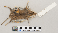 Peromyscus maniculatus bairdii image
