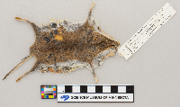Peromyscus maniculatus bairdii image