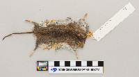 Peromyscus maniculatus bairdii image