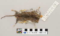 Peromyscus maniculatus bairdii image