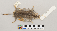 Peromyscus maniculatus bairdii image