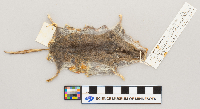 Peromyscus maniculatus bairdii image