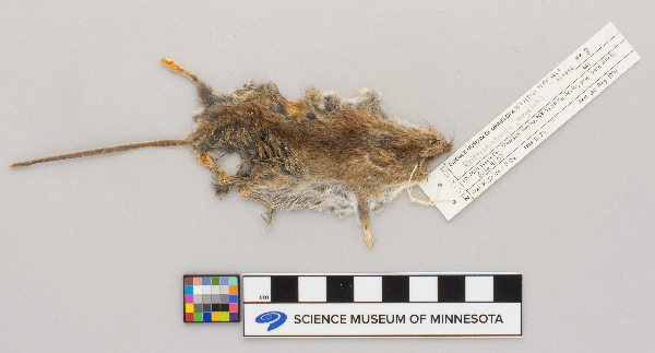 Reithrodontomys image