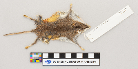 Peromyscus maniculatus bairdii image