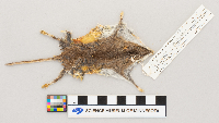Peromyscus maniculatus bairdii image