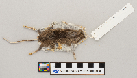 Peromyscus maniculatus bairdii image