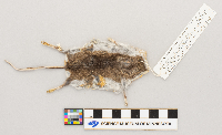 Peromyscus maniculatus bairdii image