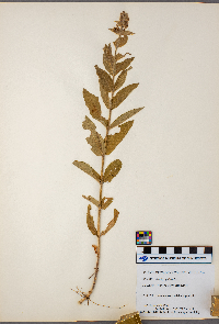 Stachys palustris image