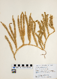 Thumbnail image of current specimen