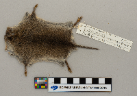 Microtus pennsylvanicus image