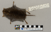 Microtus pennsylvanicus image