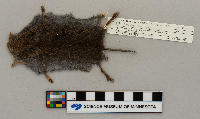 Microtus pennsylvanicus image