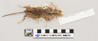 Peromyscus maniculatus bairdii image