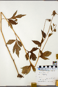 Rudbeckia laciniata image