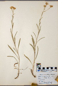 Solidago ptarmicoides image