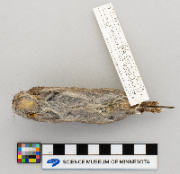 Microtus pennsylvanicus image