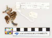 Microtus pennsylvanicus image