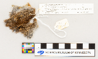Microtus pennsylvanicus image