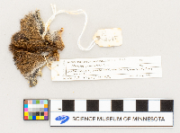 Microtus pennsylvanicus image