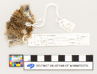 Microtus pennsylvanicus image