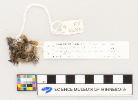 Microtus pennsylvanicus image