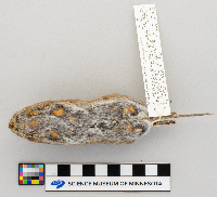 Microtus pennsylvanicus image