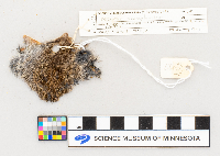 Microtus pennsylvanicus image
