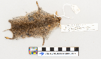 Microtus pennsylvanicus image