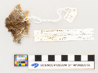 Microtus pennsylvanicus image