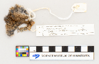 Microtus pennsylvanicus image