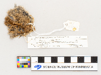 Microtus pennsylvanicus image