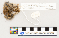 Microtus pennsylvanicus image