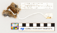 Microtus pennsylvanicus image