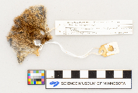 Microtus pennsylvanicus image